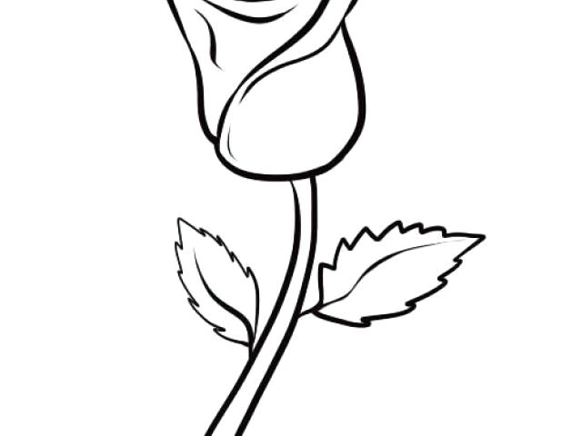 640x480 Drawing Of Simple Rose Simple Rose Drawing Simple Rose Bud Line