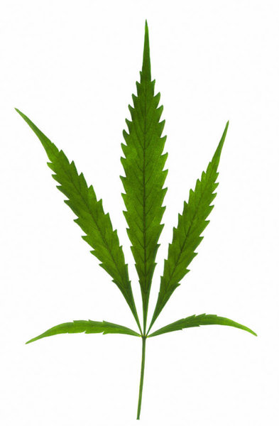 393x600 Marijuana Leaf Art Fine Art America
