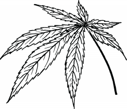 250x214 Twig Drawing Bud, Picture