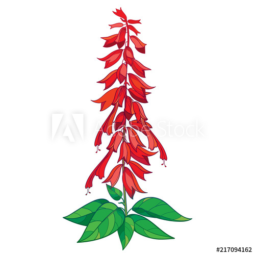 500x500 Vector Bunch With Outline Red Salvia Splendens Or Scarlet Sage