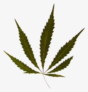 300x314 Weed Leaf Png Images Png Cliparts Free Download On Seekpng