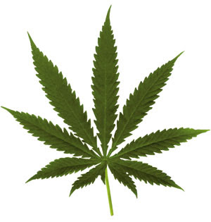 300x315 Weed Leaf Symbol