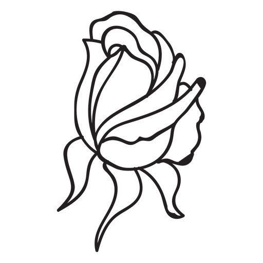 512x512 Petal Drawing Rose Bud Transparent Png Clipart Free Download