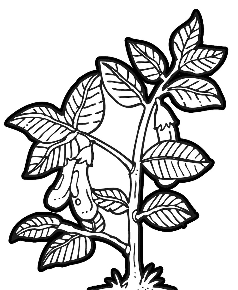 762x929 Brinjal Drawing Tree For Free Download