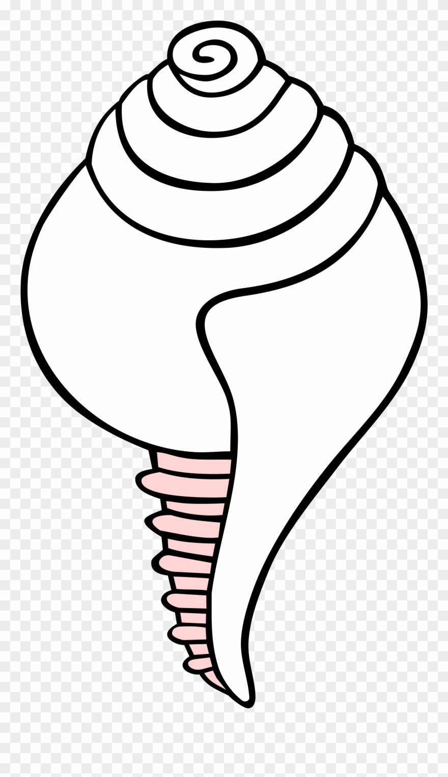 880x1527 Conch Shell Drawing Buy Clip Art