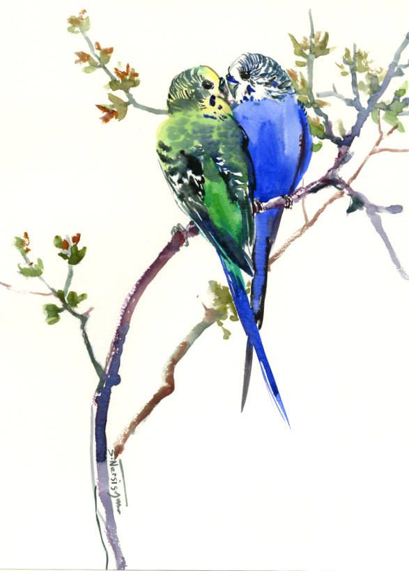 587x820 budgies, parakeets, bird painting, bird art, watercolor birds