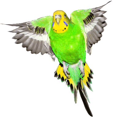 368x381 collection of free cockatiel drawing budgie download on ui ex