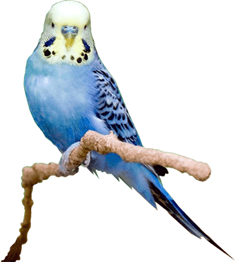 345x380 collection of free cockatiel drawing budgie download on ui ex