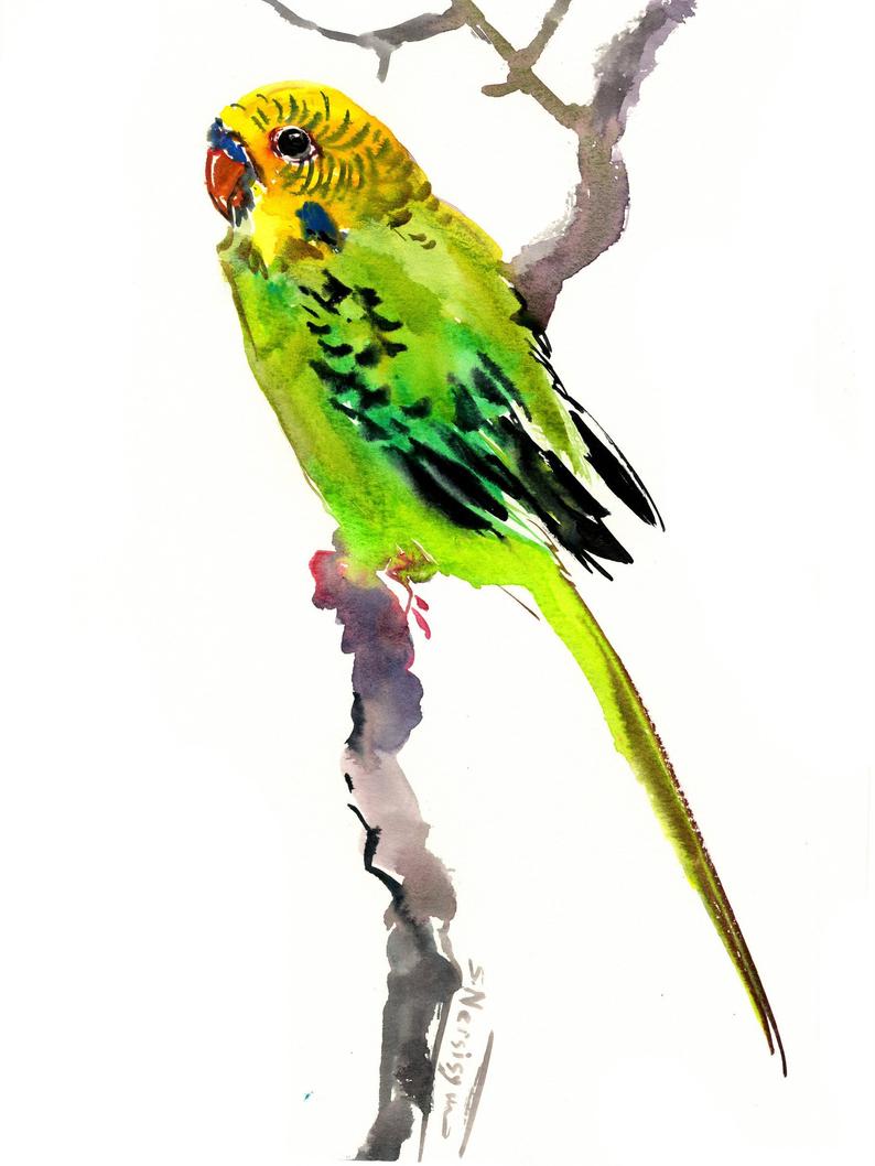 794x1058 green yellow parakeet budgie pet artwork bird painting etsy