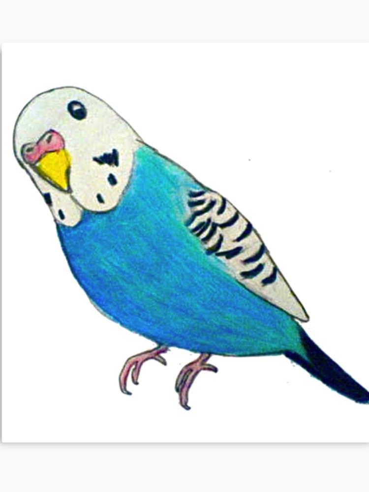 750x1000 Parakeet Drawing Canvas Print