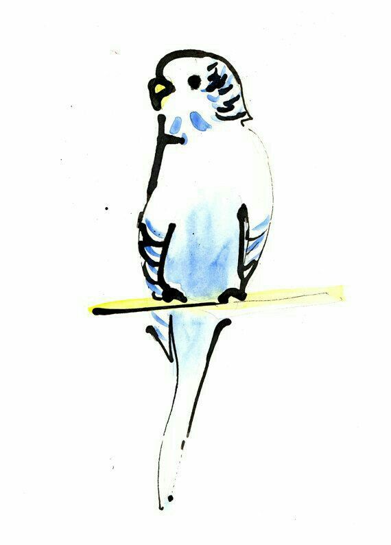 570x795 budgieparakeet budgies, cute birds, budgie parakeet