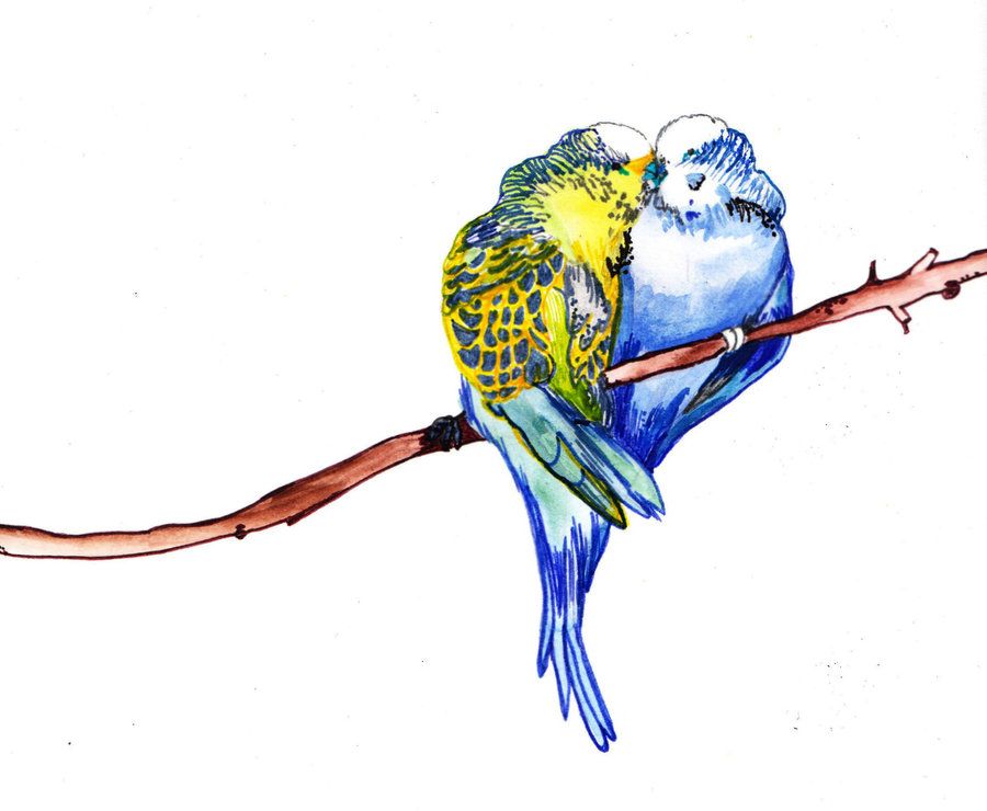 900x740 budgie drawing drawing ideas budgies, watercolor paintings
