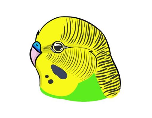 512x399 budgie drawing tutorial part one