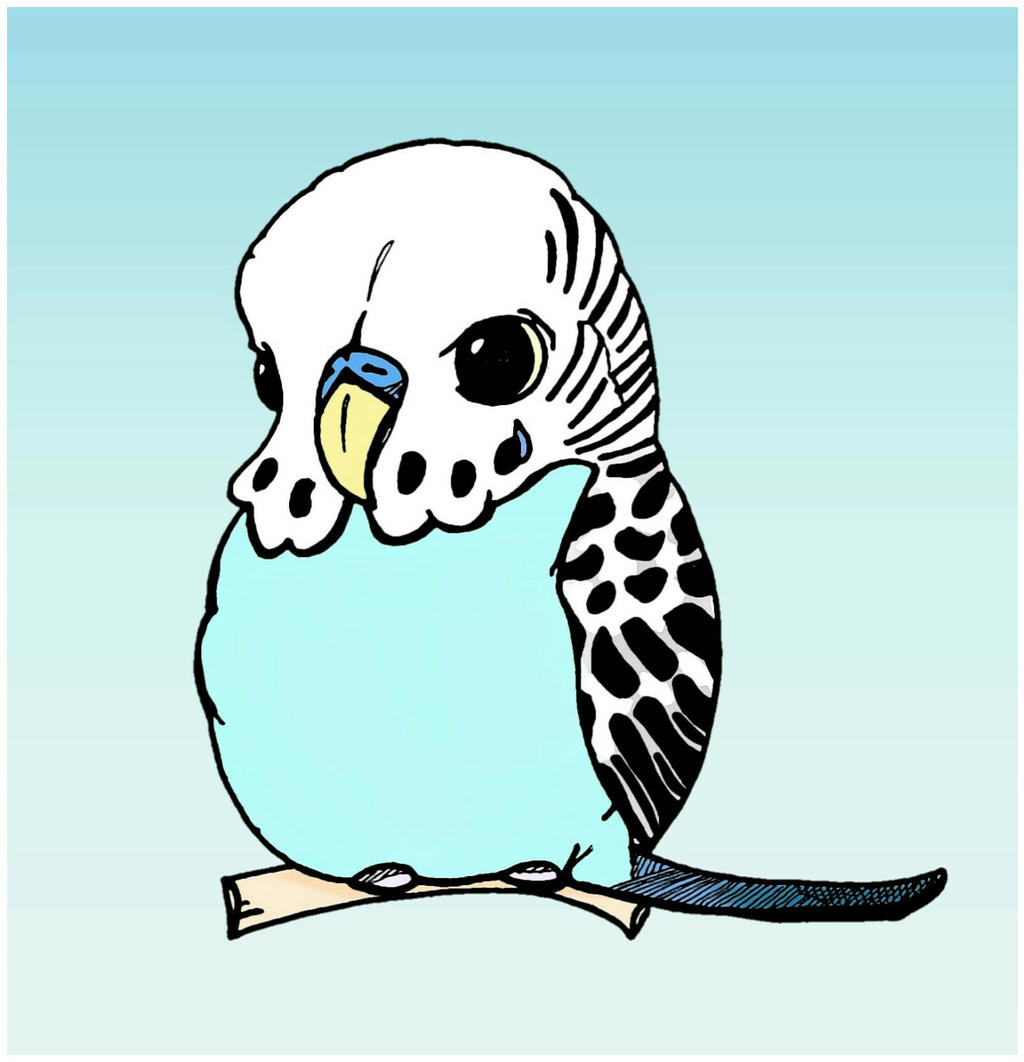 1024x1062 budgie drawing