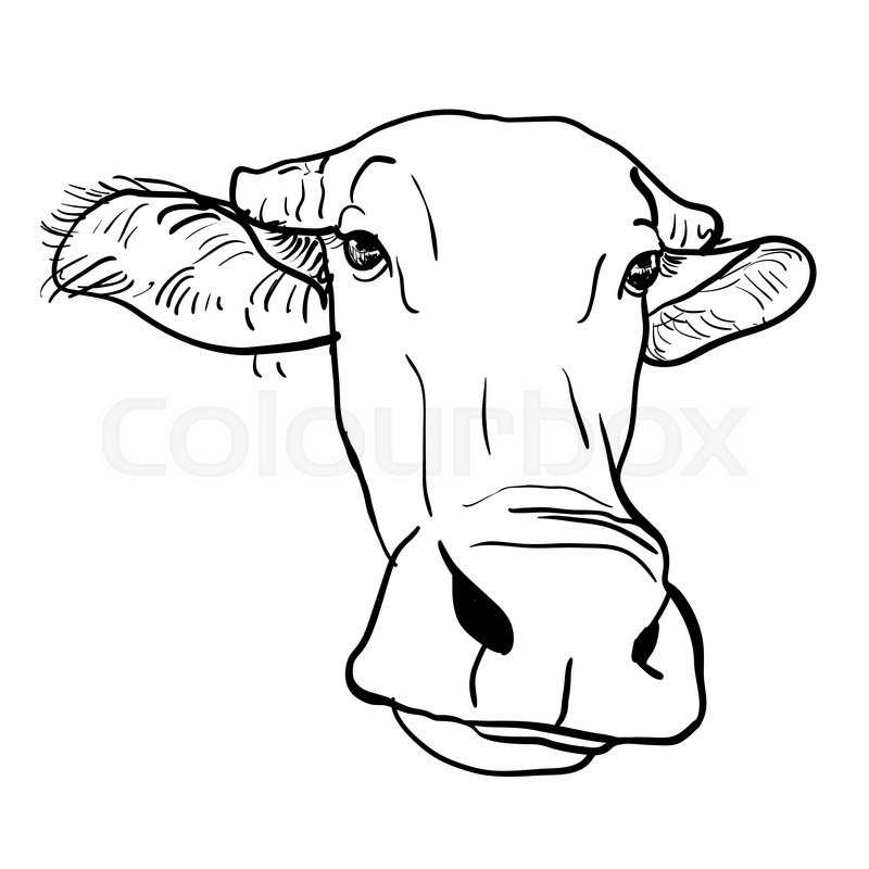 800x800 Drawing Of Buffalo Head On White Background Stock Vector