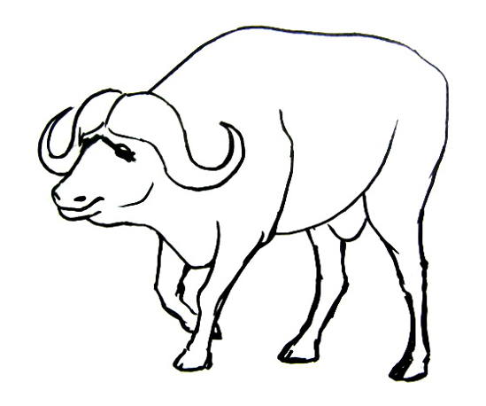 549x458 How To Draw A Buffalo