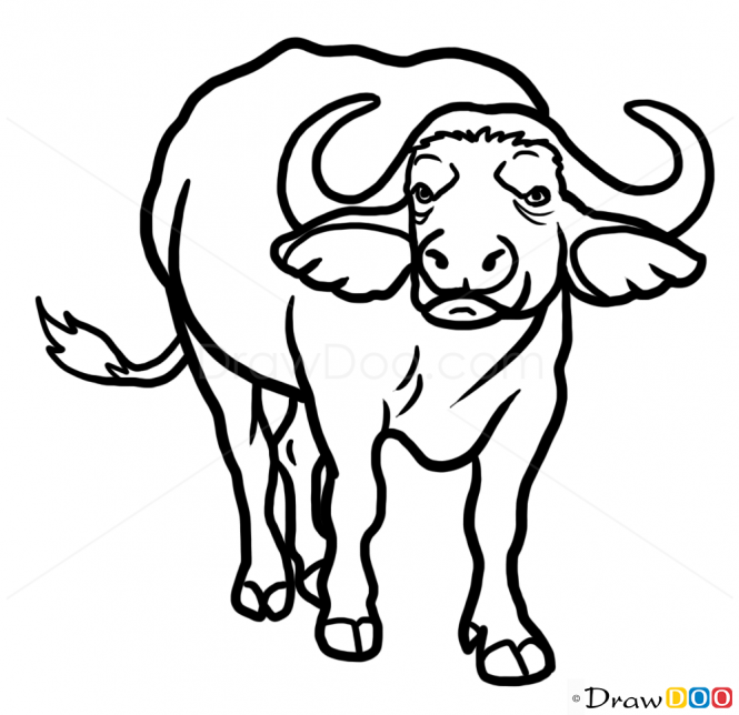 665x644 Buffalo Drawing Kawaii For Free Download