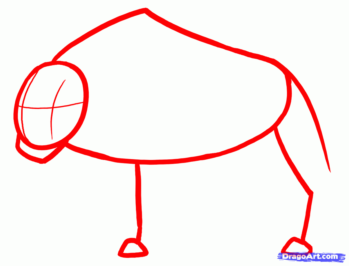 1204x918 How To Draw Buffalo, Bison, Step