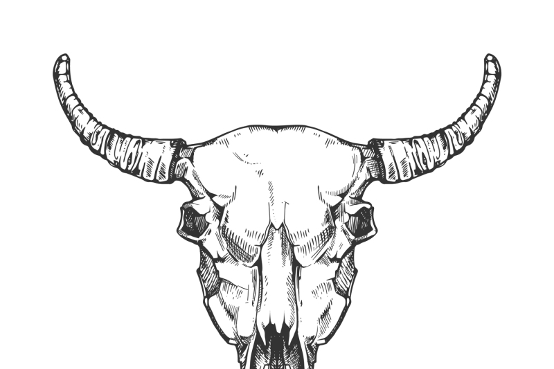 800x533 Vintage Buffalo Skull Vector Sketch Bull Animal Head Bones
