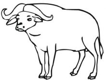 220x165 Buffalo Coloring