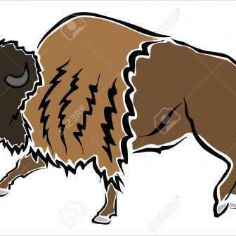 336x336 Bison Drawing Black And White Buffalo Cave Calf Skull Outline Face