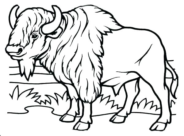 600x444 buffalo coloring pages buffalo coloring