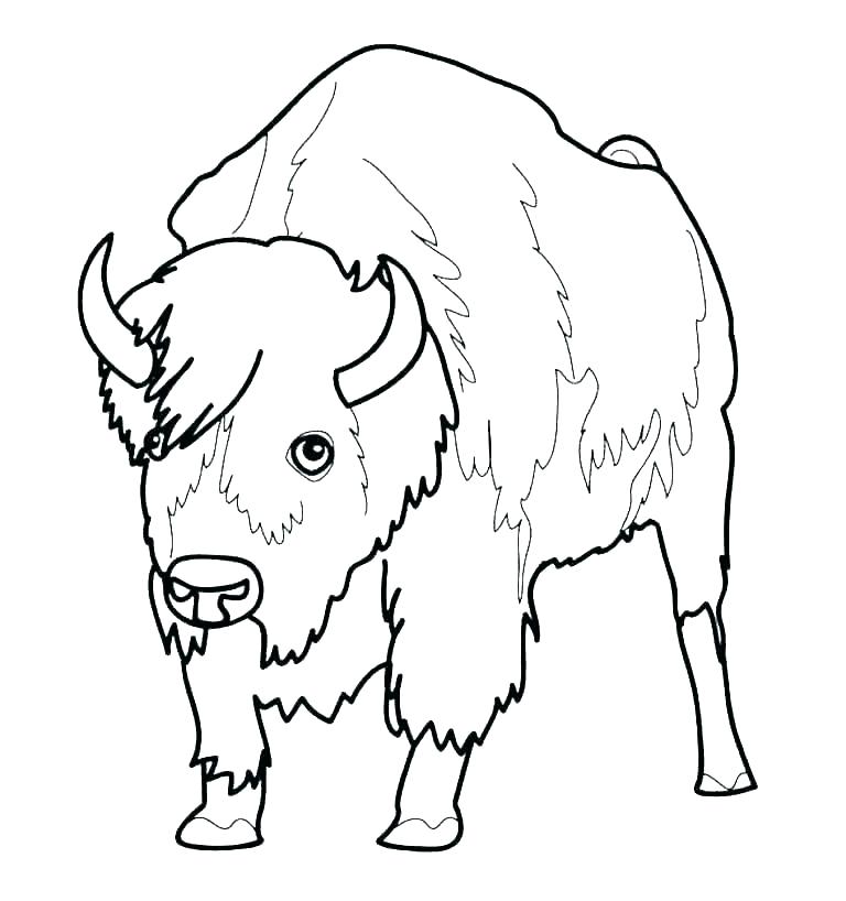768x818 Collection Cape Buffalo Coloring Pages Pictures