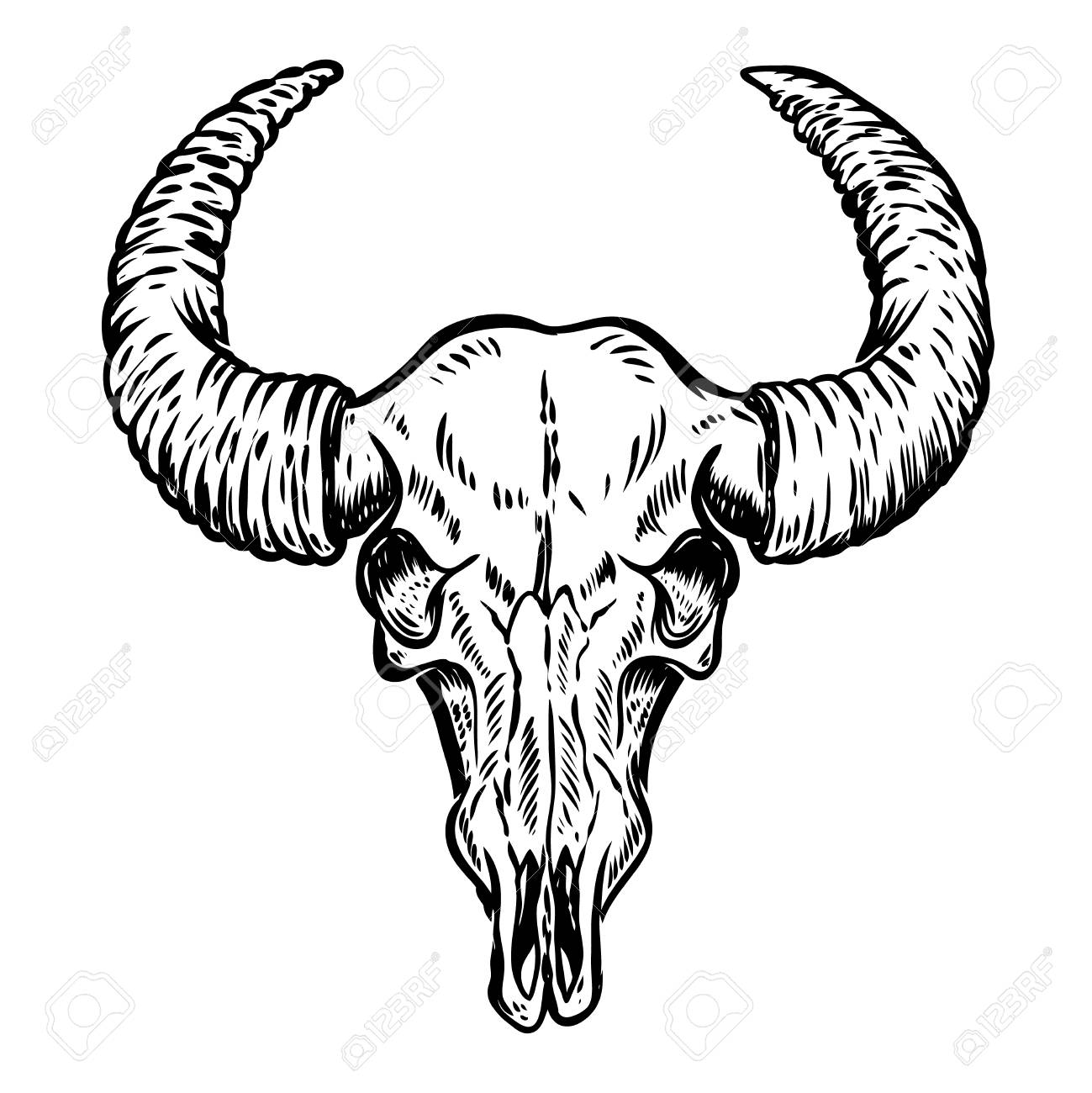 1299x1300 Huge Collection Of 'buffalo Skulls Drawing' Download More Than