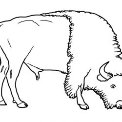 250x250 bison pencil cool drawing buffalo cartoon free head iydunetwork