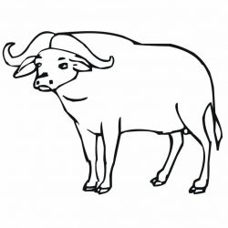 250x250 Buffalo Bison Drawing Pic Face Josh Allen Bills Animal Cave Clip