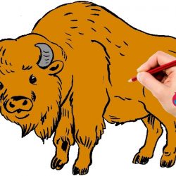 250x250 Bison Drawing Black And White Buffalo Cave Calf Skull Outline Face