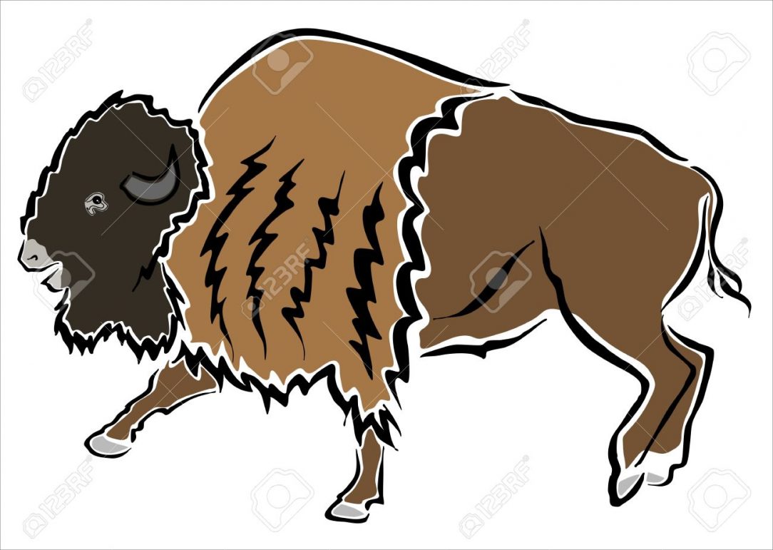 1084x771 bison free drawing calf anatomy m outline iydunetwork