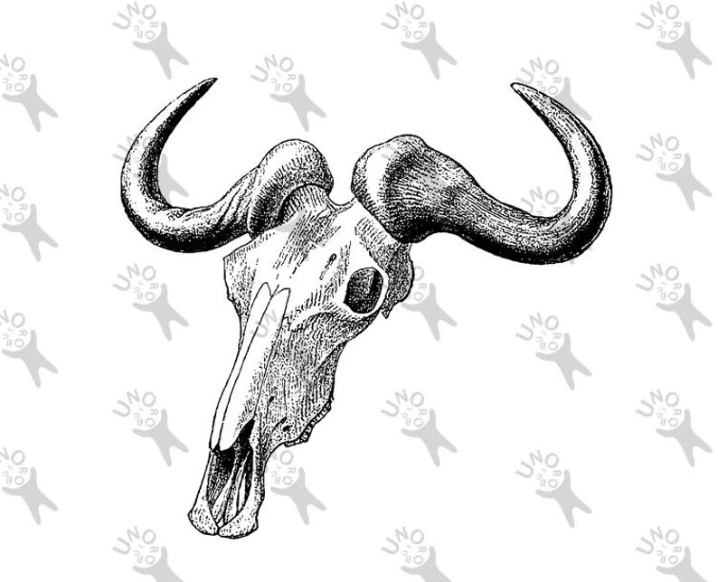 794x644 Vintage Image Bull Buffalo Skull Instant Download Digital Etsy