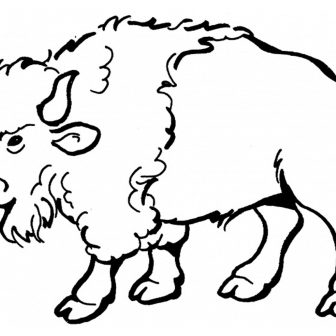 336x336 Bison Free Drawing Calf Anatomy M Outline Iydunetwork