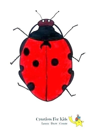 366x517 How To Draw A Ladybug Step