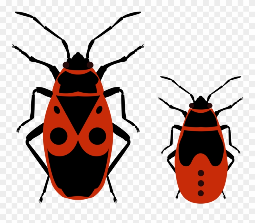 880x770 Beetle European Firebug True Bugs Drawing Nymph