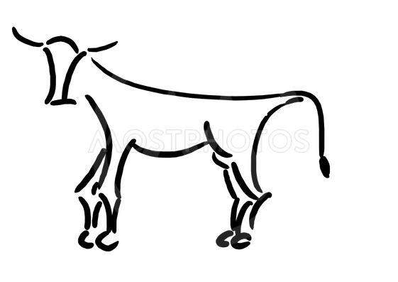 561x397 Bull Drawing