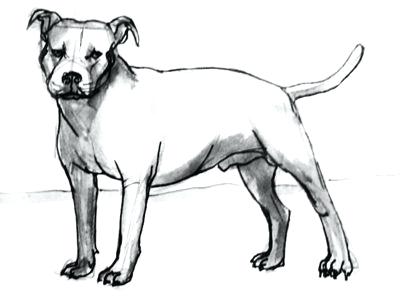 400x300 Drawings Of Pit Bulls Pit Bull And Roses