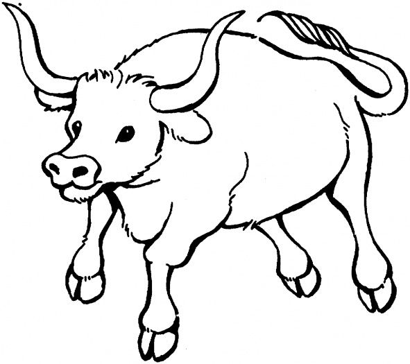 591x525 Colouring Pages For Children Of Bulls Free Download Kids Coloring