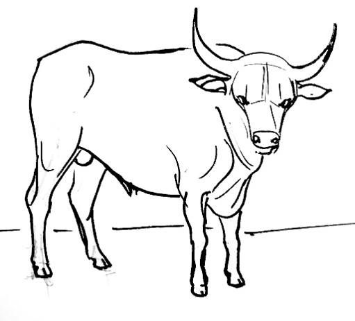 511x463 Bull Drawing Squiggles In Drawings, Sketching