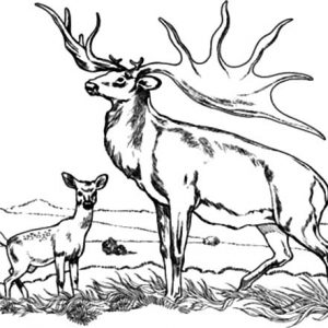 300x300 Download Online Coloring Pages For Free