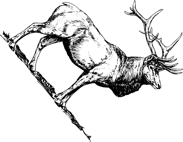 600x467 Elk Head Coloring Pages Moose Head Coloring Coloring Pages