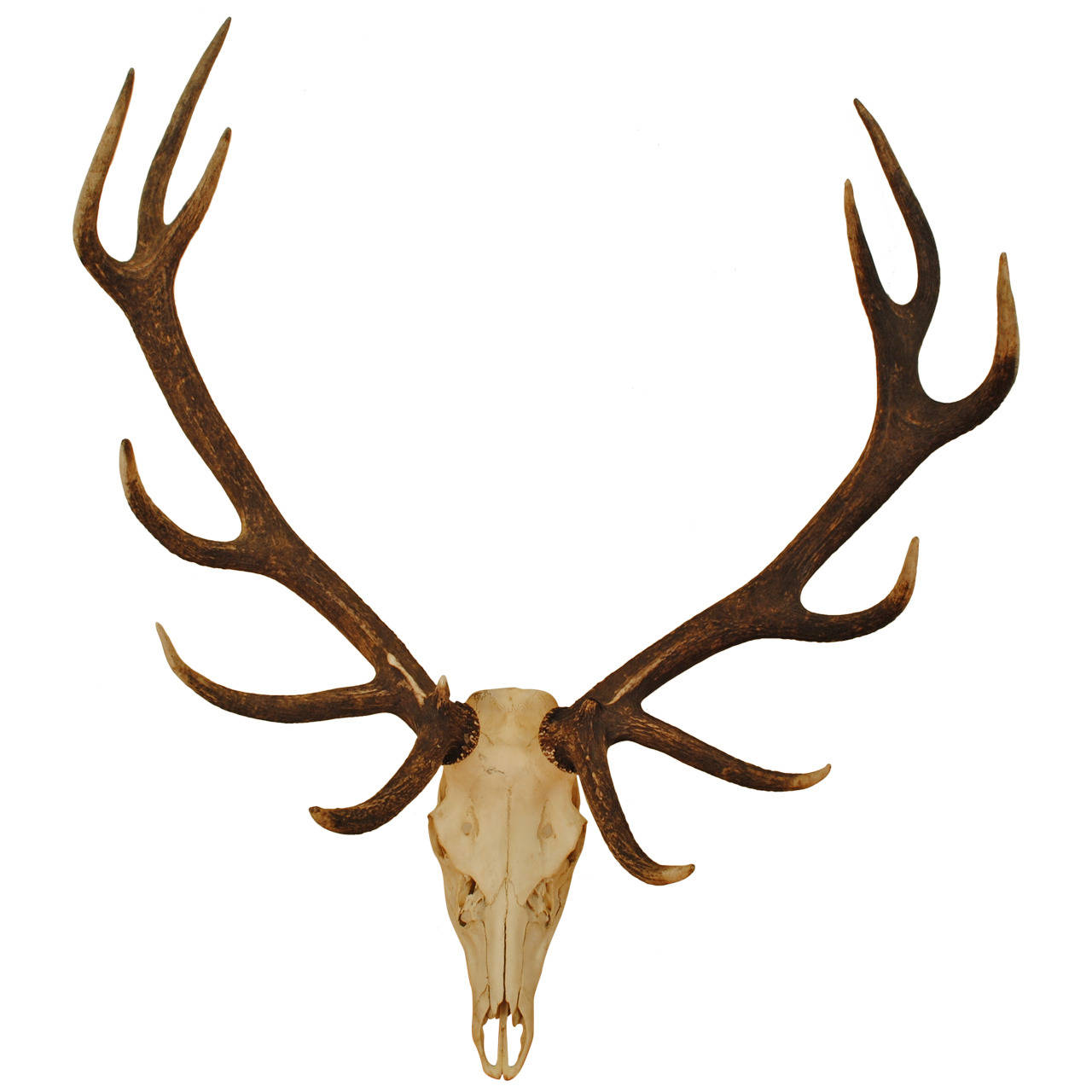 1280x1280 Elk Skull Clipart Collection