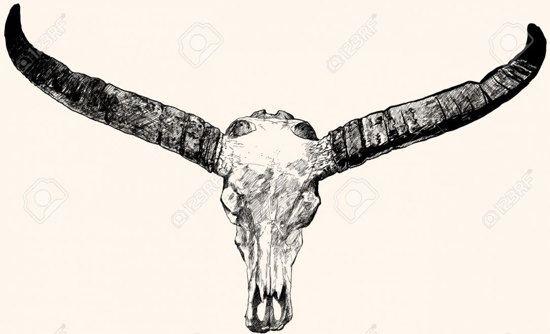 1084x658 Skull Drawing Reference Bull Angry Tattoo Ideas Elk Carmi Chaelinn