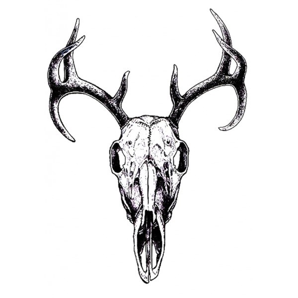 600x600 Horns Drawings Bull Easy