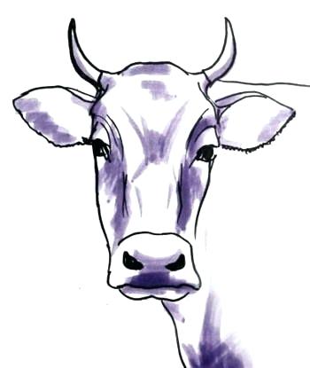 350x415 drawing of a bull bull head drawing drawing bulletin