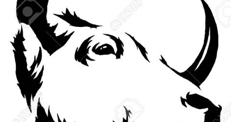 471x250 Bull Shark Drawing Step