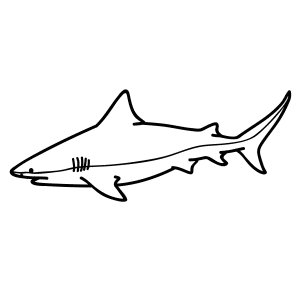 Bull Shark Drawing | Free download on ClipArtMag