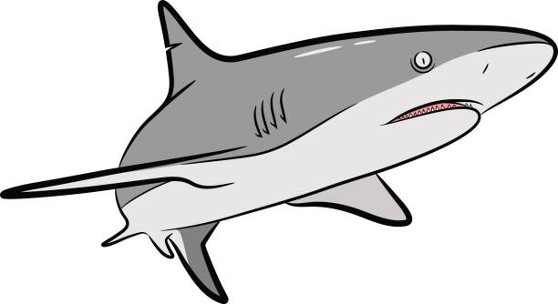 612x334 Collection Of Free Shark Vector Bull Download On Ui Ex