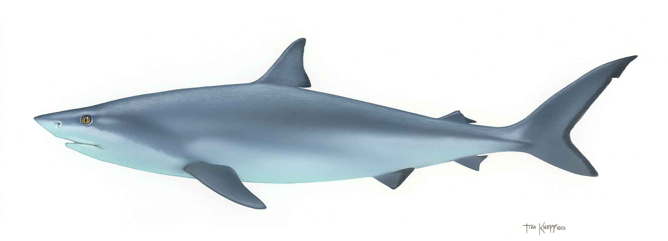2304x832 Drawing Of A Bull Shark